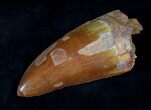 Top Quality Carcharodontosaurus Tooth - Thick #20353-3